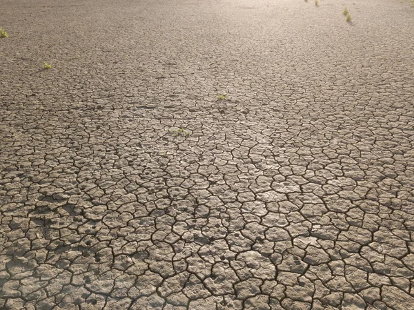 Yellow dry land, drought — Stock Photo, Image