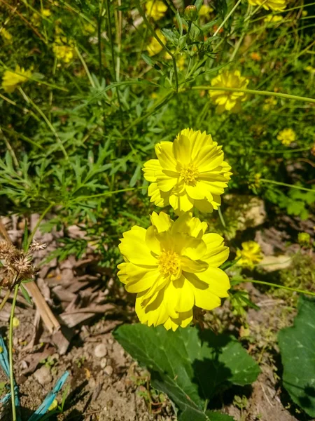 Têtes de fleurs cosmos jaune avec fond de feuillage — Photo