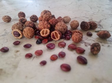 Lote ağaç tohumlarından kahverengi sert kabuk