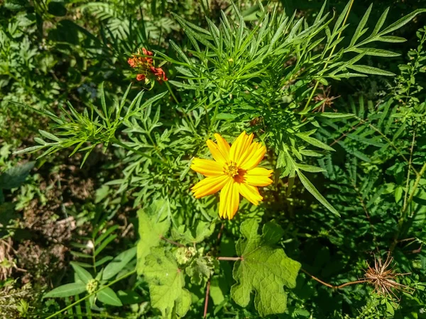 Gelbe Kosmos-Blume im Garten mit Laubhintergrund — Stockfoto