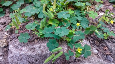 yonca awesome yeni grup