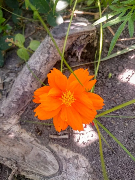 Orangefarbene Kosmos-Blume im Garten mit Bodengrund — Stockfoto