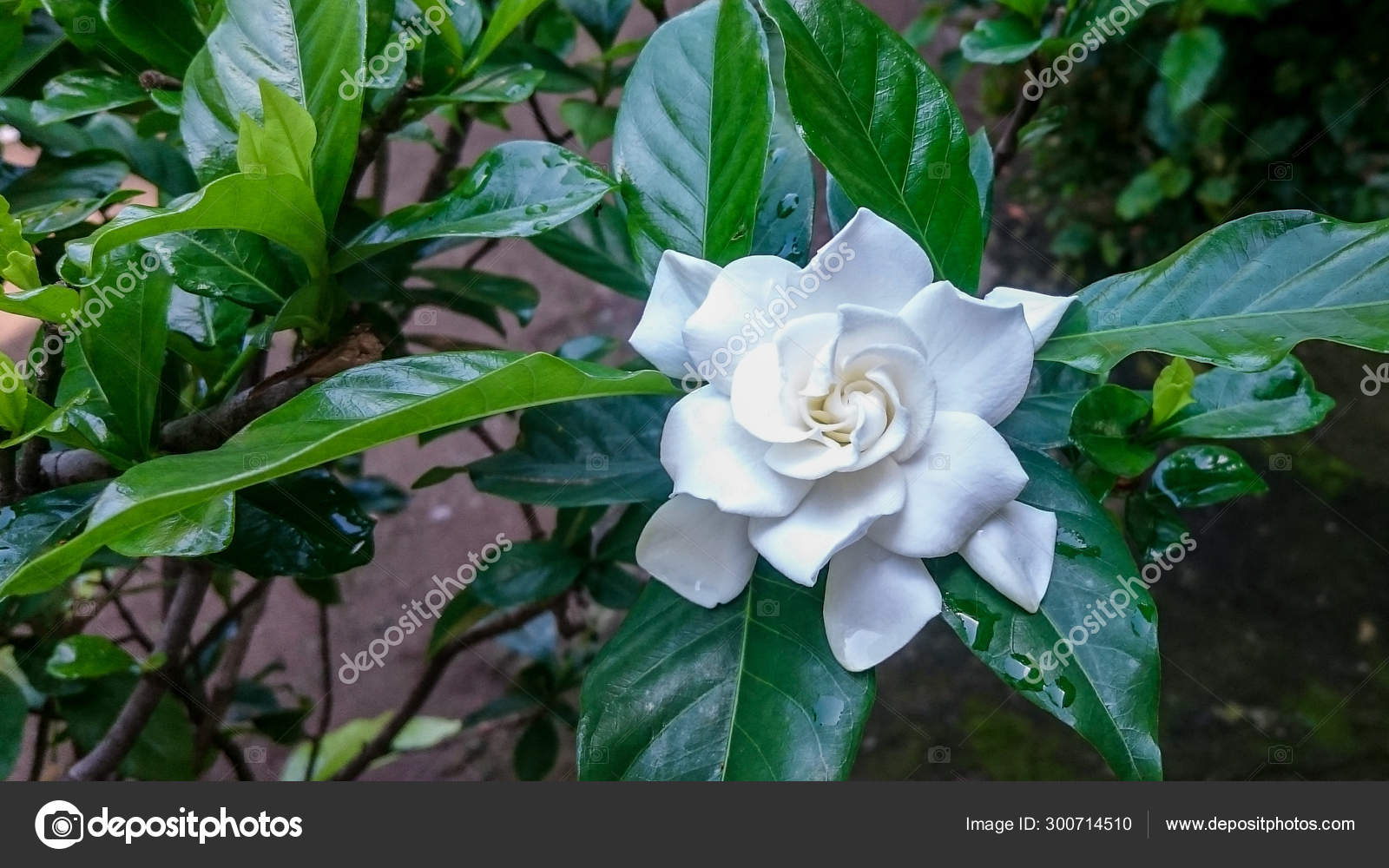 Color gardenia fotos de stock, imágenes de Color gardenia sin royalties |  Depositphotos