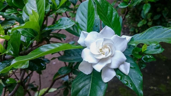 Weiße Gardenia Blume nach Regentropfen — Stockfoto