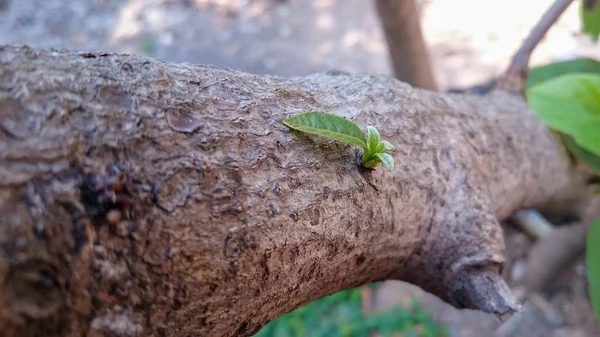 Chiuda alcune gemme da albero di avocado. Primo piano di una gemma di foglie — Foto Stock