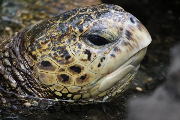 Sea turtle face close up in hawaii