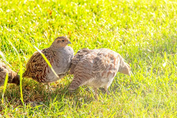 Couple of Common quail Bird hanging out on a green lawn