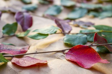 Cotoneaster bitki çitler, çalılar, çalı yaprakları sonbahar / Sonbahar sırasında bir şal kağıt arka plan üzerindeki renk değişikliği sırasında yakın
