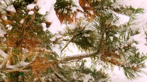 캐나다의 겨울눈내리는 카메라 — 비디오