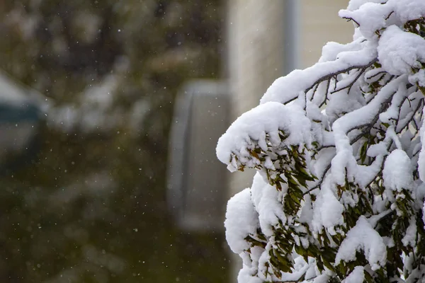 Tree during snow fall during winter