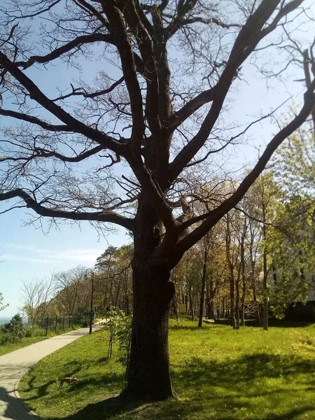 Stare Drzewo Przy Ścieżce — Zdjęcie stockowe