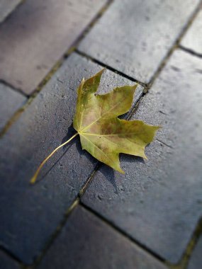 parke taşları üzerinde sarı akçaağaç yaprağı