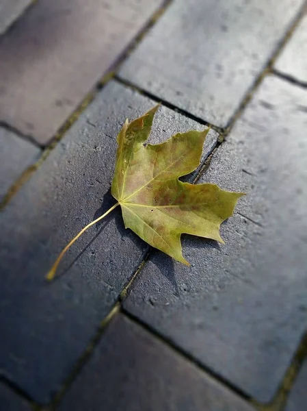 Yellow Maple Leaf Cobblestones — Stock Photo, Image