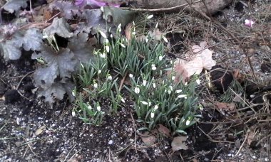 ilk kardelen bulutlu gün