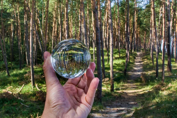 Glass ball and forest, hand