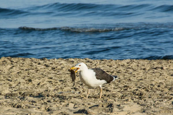 the bird eats fish, beach, sea