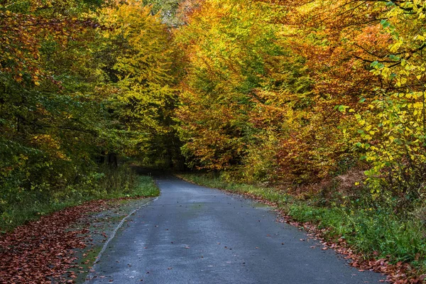 road in the woods, beautiful autumn landscape