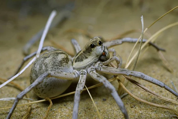 Tarantula spider is a night hunter. Kyzylkum desert. Uzbekistan.