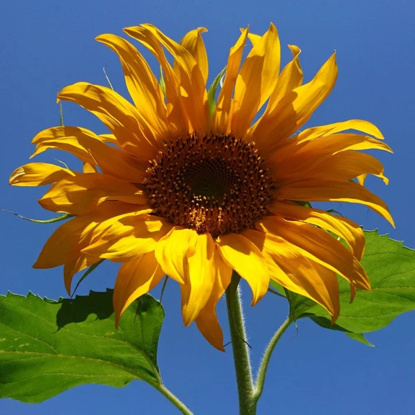 A splinter of the sun. Helianthus or sunflower. Uzbekistan.