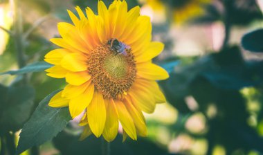 Arı ayçiçeğinin çiçek çekirdeğinden bal topluyor..