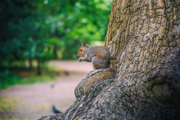 Trusting Cute Squirrel Sitting Wooden Fence Eating Nut — Stock Photo, Image