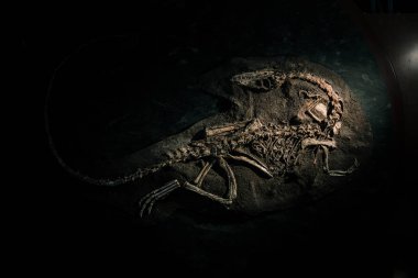 Kuma gömülmüş plesiosaur gizemli fosili