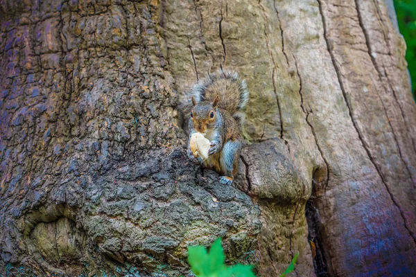 Ένα Έμπιστο Και Χαριτωμένο Σκίουρο Κάθεται Ένα Ξύλινο Φράχτη Τρώγοντας — Φωτογραφία Αρχείου