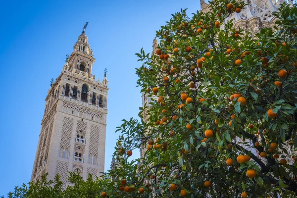 Giralda, Sevilha Fotografias De Stock Royalty-Free