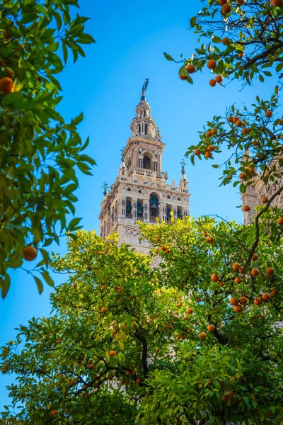 Giralda, Sewilla Zdjęcie Stockowe