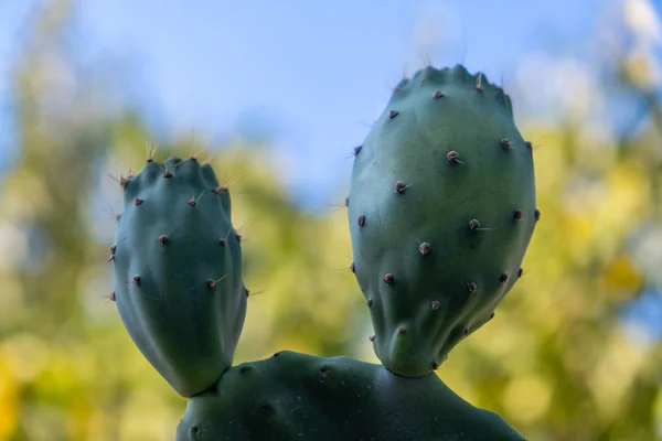 Poire Piquante Est Fruit Une Plante Cactus Connue Sous Nom — Photo