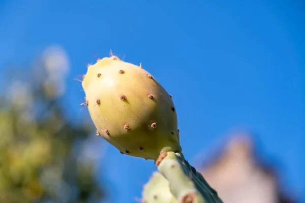 The prickly pear is the fruit of a cactus plant known as Opuntia ficus-indica, originated in Mexico and the most widespread of the domesticated cactuses. Turkish known as \