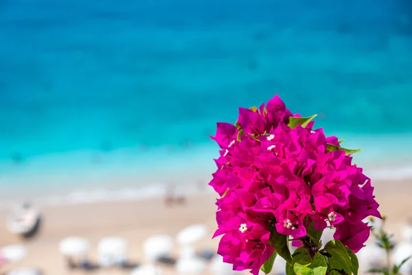 Tyrkysová Tropická Pláž Objevuje Květinami Bougainvillea Kaputas Beach Nachází Antalya — Stock fotografie