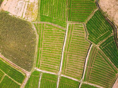 Pirinç tarlasının uçan insansız hava aracı yeşil desenli doğa arka planı, pirinç tarlası.