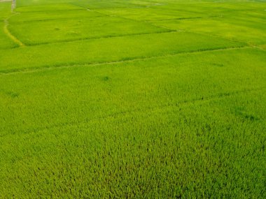Pirinç tarlasının uçan insansız hava aracı yeşil desenli doğa arka planı, pirinç tarlası.