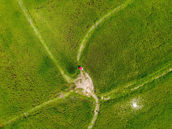 Aerial view from flying drone of Field rice with landscape green pattern nature background, top view field rice