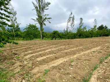 Bir bahçıvanın kil toprağında yetişen sıra sıra soğan bitkilerinin yakın çekimi. Yeşil soğanlı tarla
