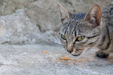  Kedilerin yemek, yalamak gibi aktiviteleri. Sokak kedisi ve kedi maması.. 