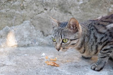  Kedilerin yemek, yalamak gibi aktiviteleri. Sokak kedisi ve kedi maması.. 