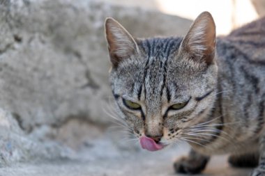 Kedilerin yemek, yalamak gibi aktiviteleri. Sokak kedisi ve kedi maması.. 