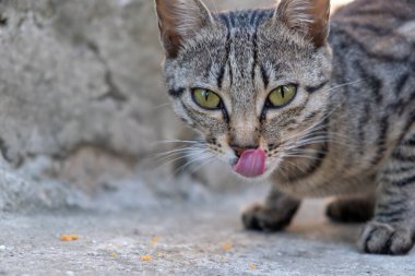  Kedilerin yemek, yalamak gibi aktiviteleri. Sokak kedisi ve kedi maması.. 