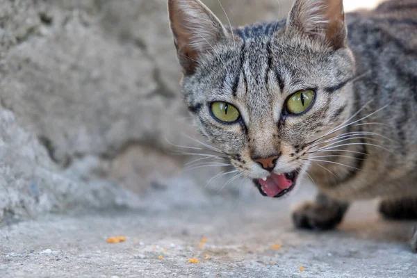  Kedilerin yemek, yalamak gibi aktiviteleri. Sokak kedisi ve kedi maması.. 