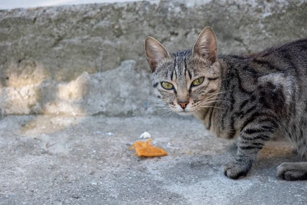 Activity of cat such as eat, lick. Stray cat and cat food.