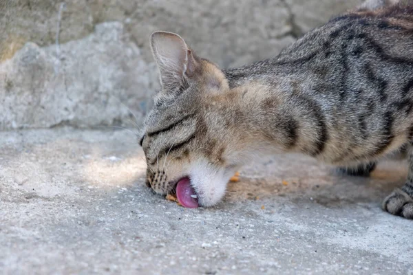 Activity of cat such as eat, lick. Stray cat and cat food.