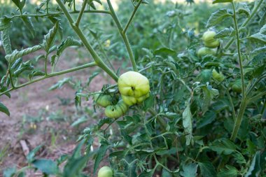 Olgunlaşmamış yeşil domatesler bir dalda yetişiyor. Açık alanda domates yetiştiriyor..