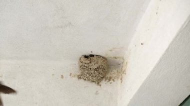 Yuvalarında yavru kuşları yut. Bebekleri besleyen ebeveynleri yut.