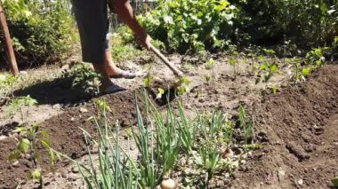 Çiftçi evin önündeki küçük tarlasını sürüyor.. 