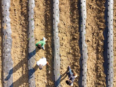Çilek fideleri, onları koruyan siyah plastiklerle sıralanmış. Çilek sulama işlemi. Hava görünümü.