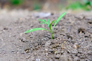  Susuz kalma arazisi kavramı. Minimalist arka plan tasarımı ve küçük yeşil bir bitki.