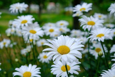 Çimenli bir tarlada papatyalar, yazın çayırda harika papatyalar. Beyaz papatyalar. Leucanthemum vulgare