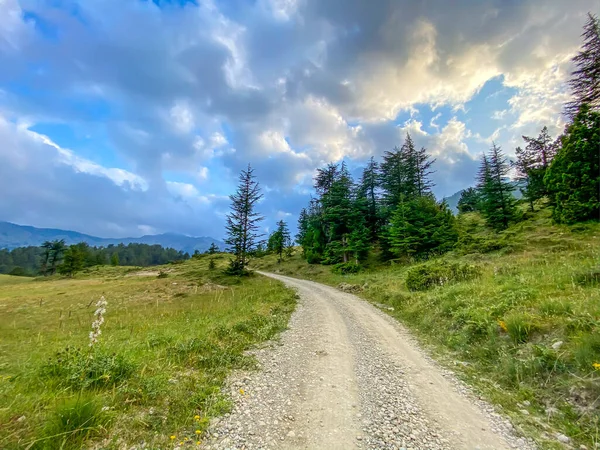 Strada Sterrata Foresta Una Giornata Nuvolosa — Foto Stock